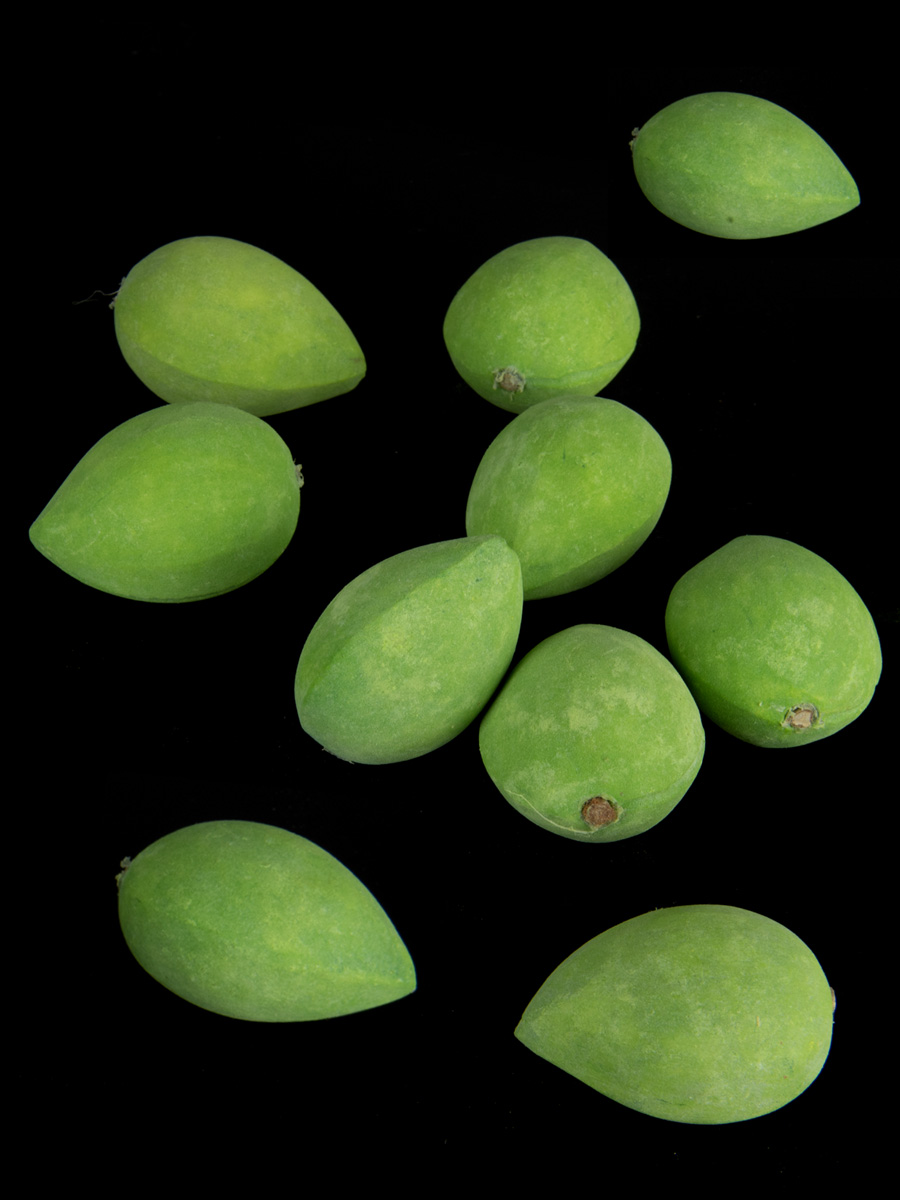 Single Green Almond